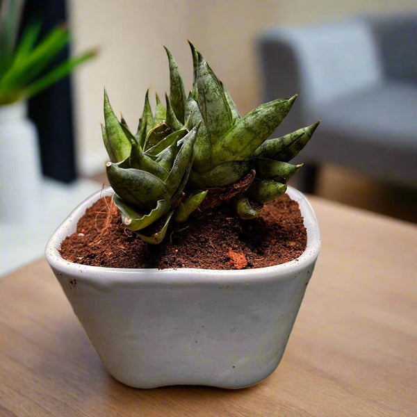 sansevieria cilindro Sansevieria Mini Boncel Cylindrical Leaf Plant