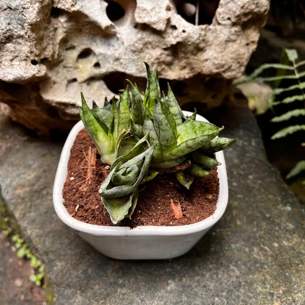 Sansevieria 'Mini Boncel' Plant-myBageecha