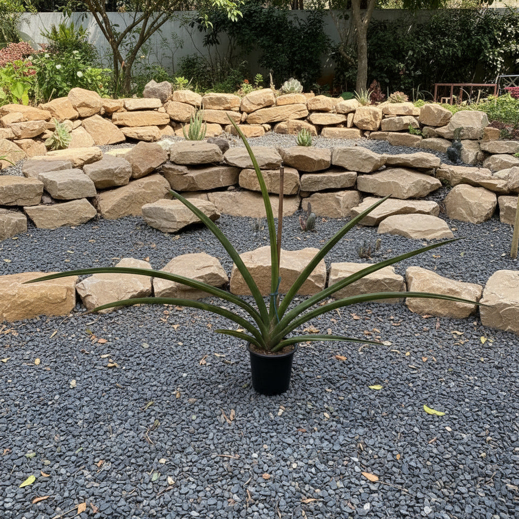 Sansevieria trifasciata ‘Robusta Plant in rockery