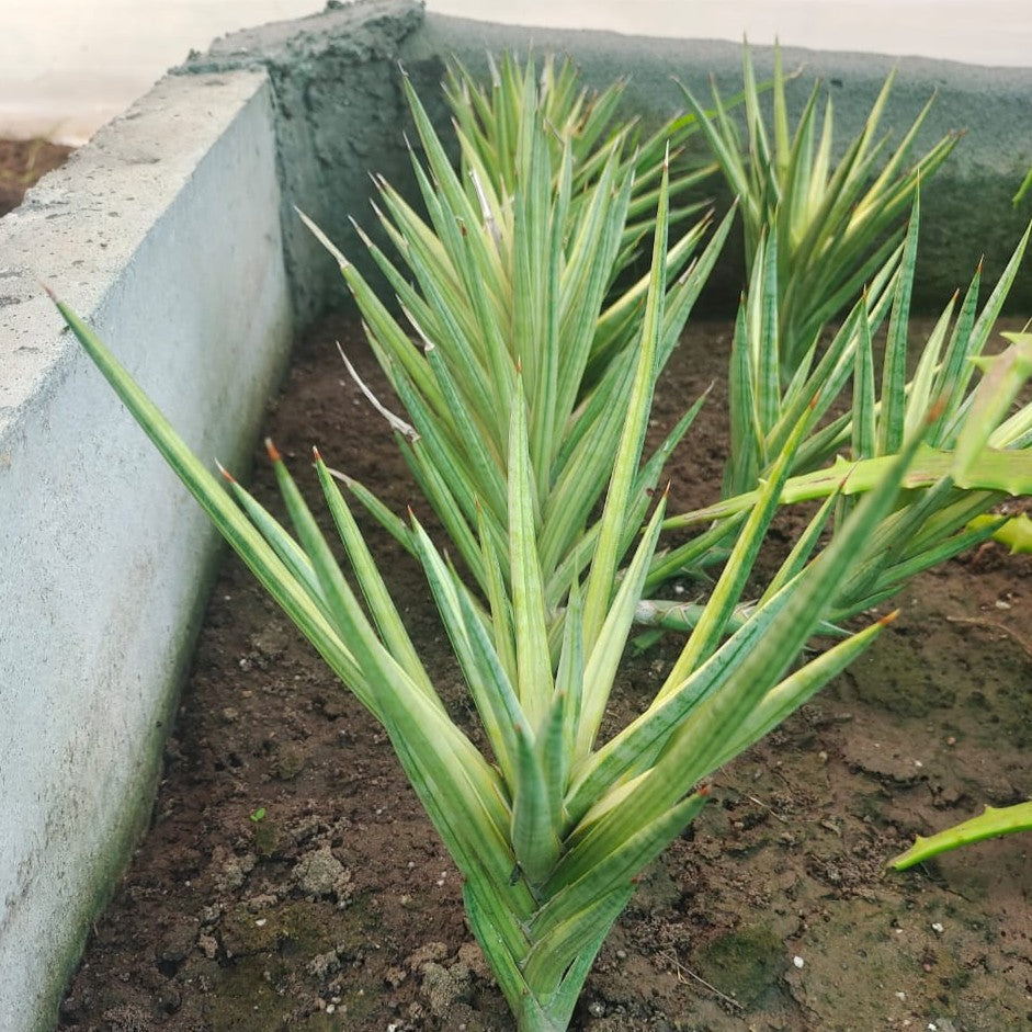 Sansevieria Francisii Variegated Plant-myBageecha