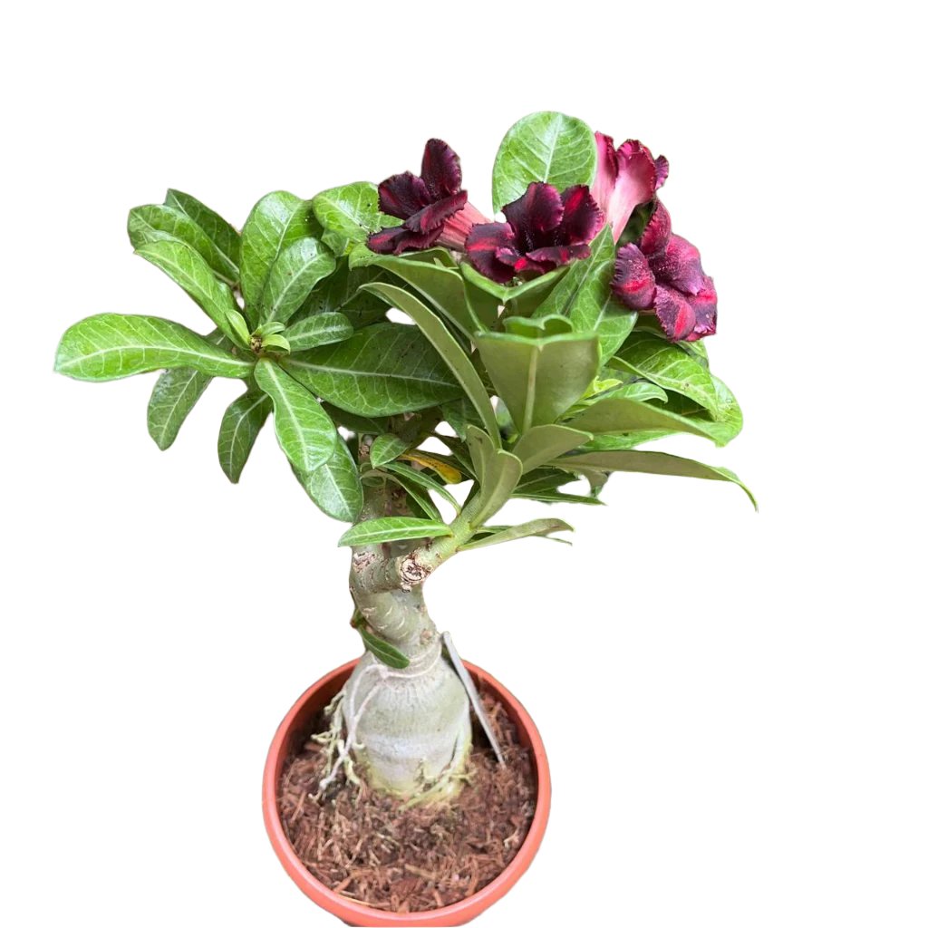 Scarlet Tanager Adenium-myBageecha