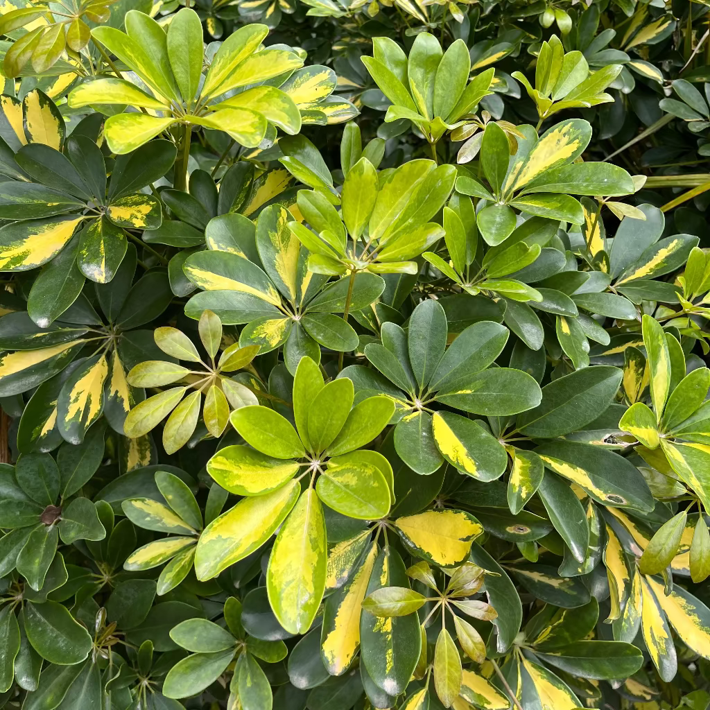 Close-up of a Schefflera arboricola 'Janine'  plant with green and yellow variegated leaves.