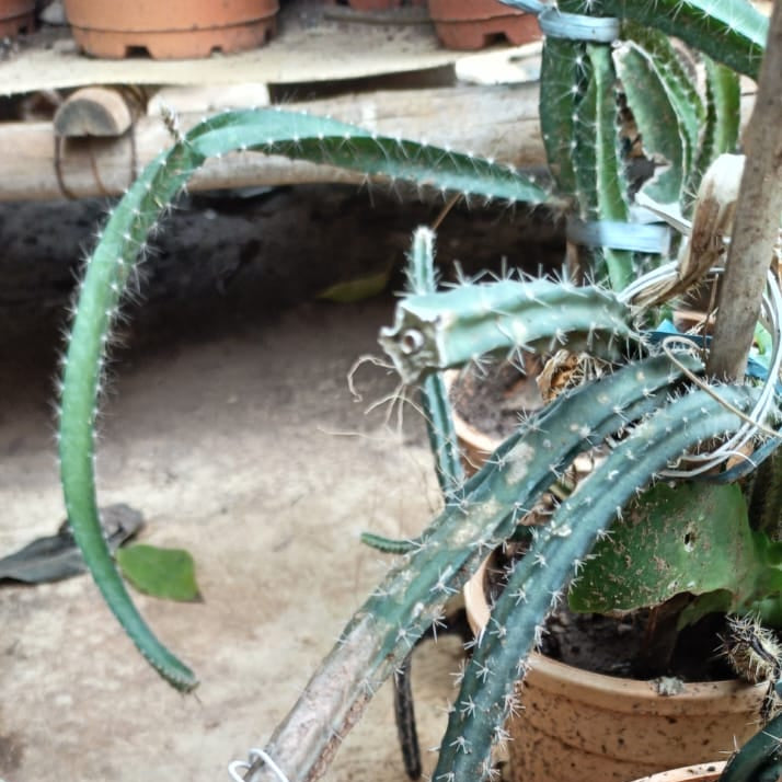 Selenicereus Grandiflorus Cactus Plant-myBageecha