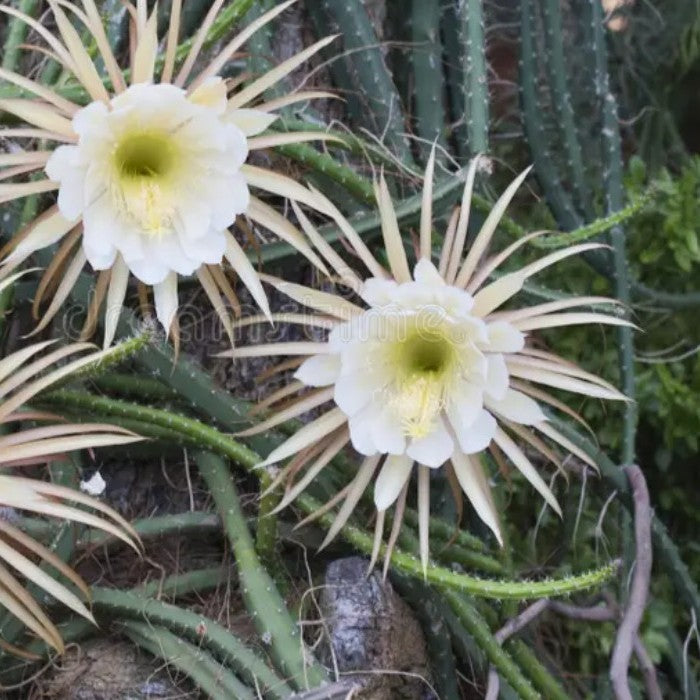 Selenicereus Grandiflorus Cactus Plant-myBageecha