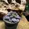Sempervivum Pacific Shadow Succulent Plant