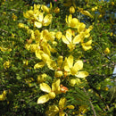 Senna Polyphylla Plant