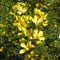 Senna Polyphylla Plant
