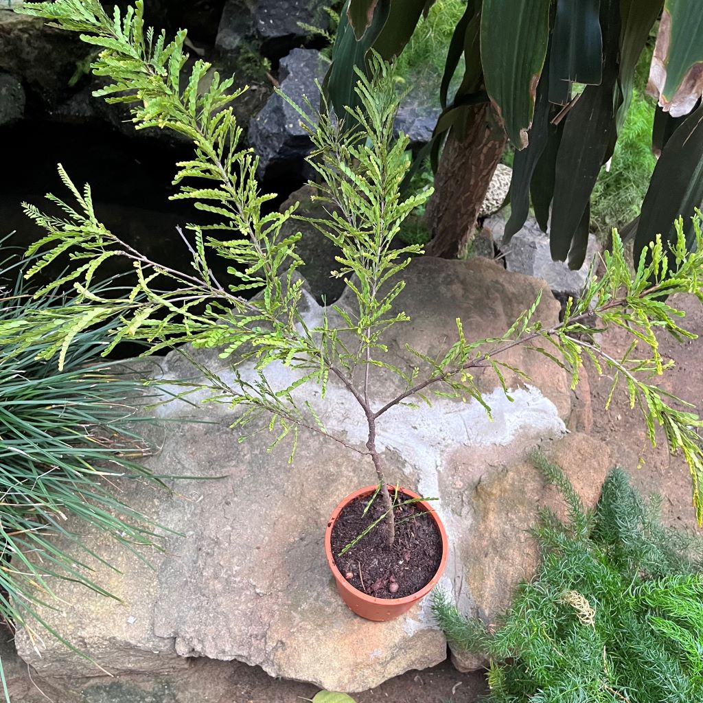 Senna Polyphylla Plant - myBageecha