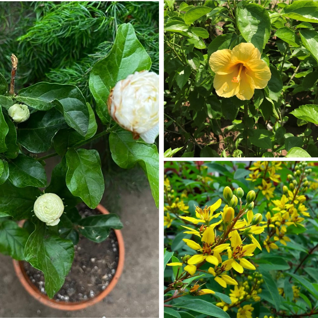 Set of 3 Best Outdoor Flowering Plants -  Hibiscus Yellow Fellow Plant + Jasminum Sambac Butt Mogra Plant + Thryallis Golden Shower Plant - myBageecha