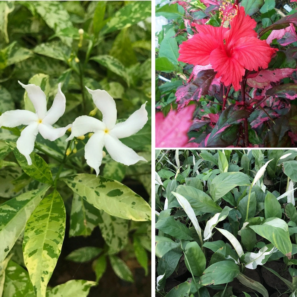 Set of 3 Awesome Variegated Plants - Hibiscus Variegated Cooperi Plant + Variegated Crepe Jasmine Plant + Variegated Peace Lily Domino Plant - myBageecha