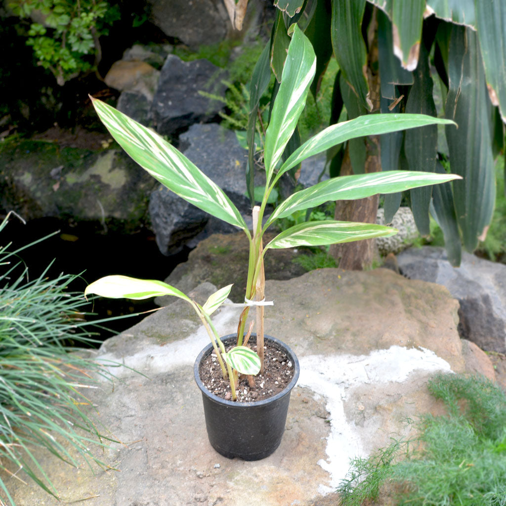 Varigated Ginger Shell Shell Ginger Variegated Plant