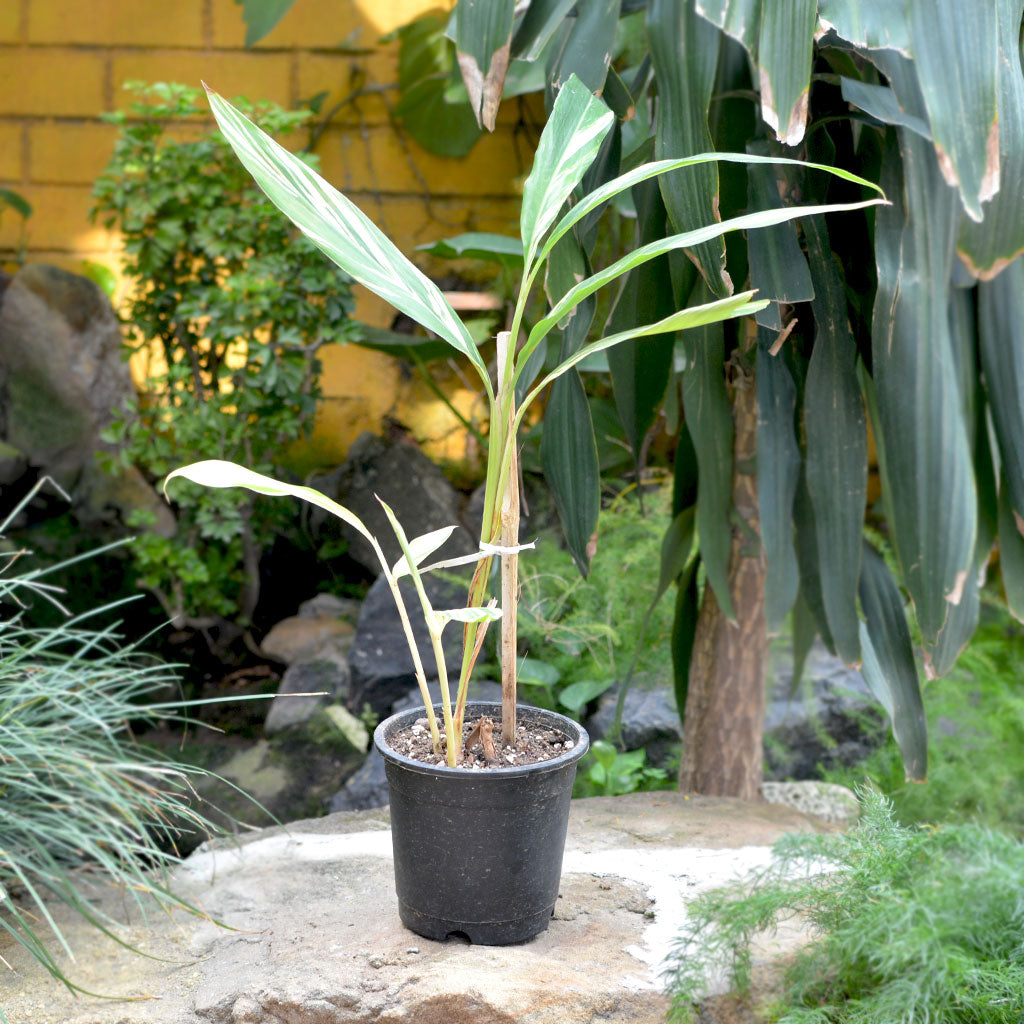 Shell Ginger Plan Shell Ginger Variegated Plant