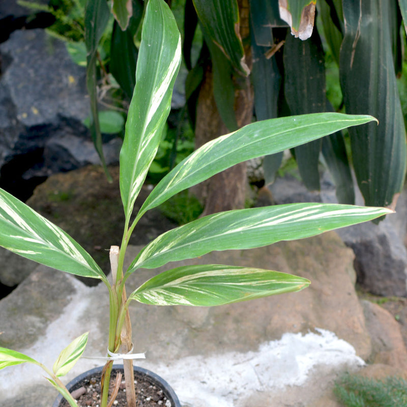Shell Ginger Variegated Plant