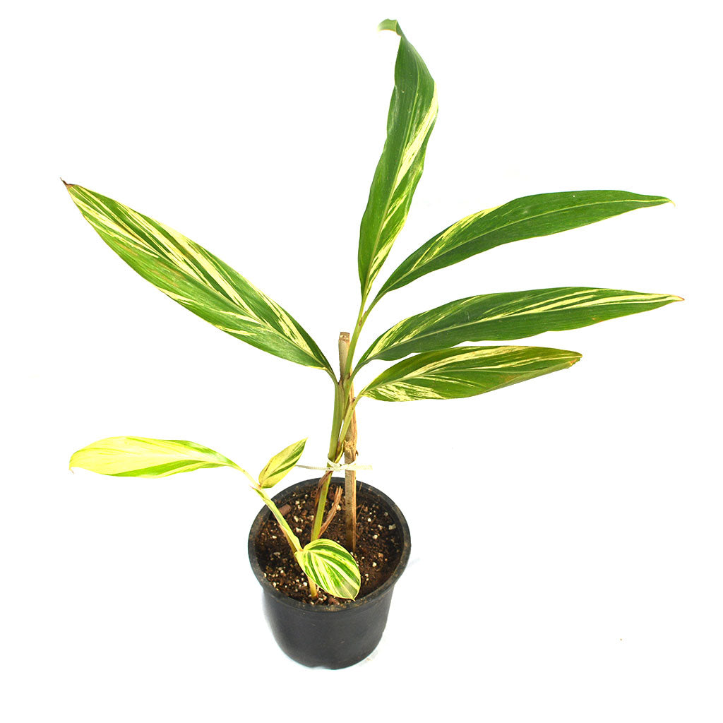Shell Ginger Plan Shell Ginger Variegated Plant