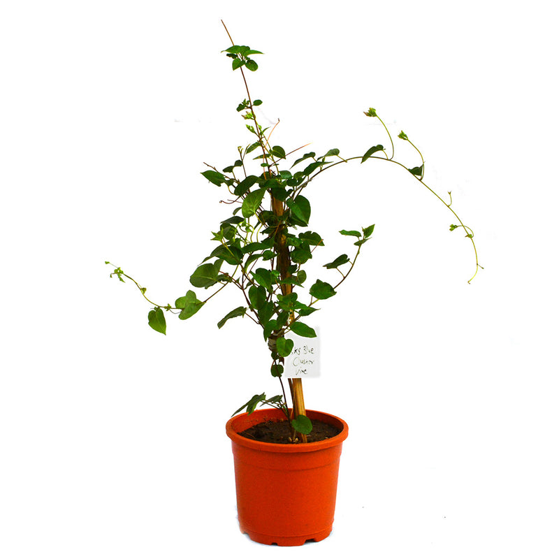Buy Flowering Plants Online at Best Prices MyBageecha