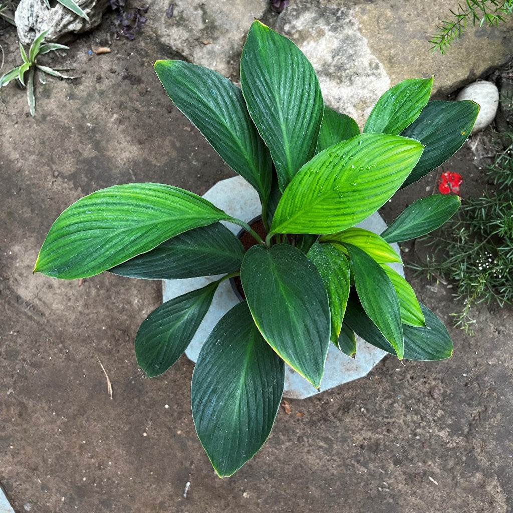 Peace Lily Sensation Plant - myBageecha