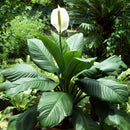 Peace Lily Sensation Plant