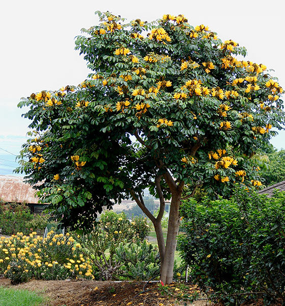 Spathodea Campanulata 'Aurea'-african tulip Tree-myBageecha