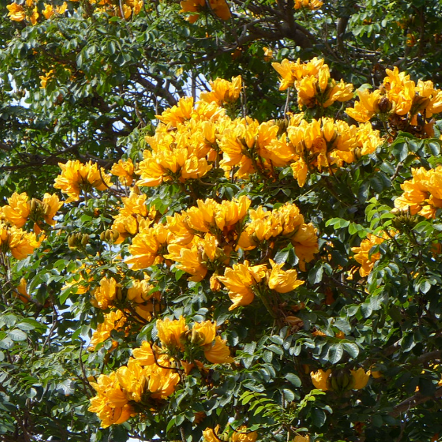 Spathodea Campanulata 'Aurea' in Bloom-myBageecha