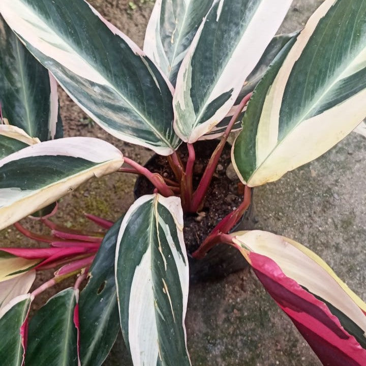 Stromanthe Tristar Plant - myBageecha
