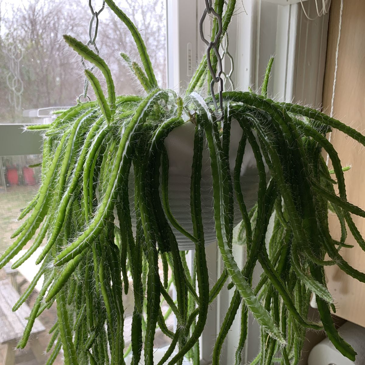 Strophocactus testudo (Dog Tail Cactus) Plant-myBageecha