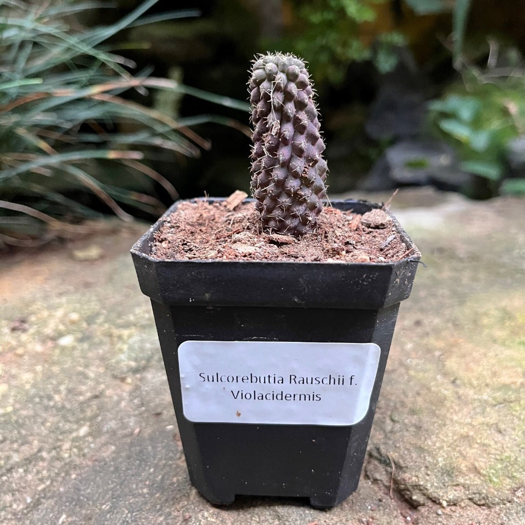 Sulcorebutia Rauschii f. Violacidermis Cactus Plant - myBageecha