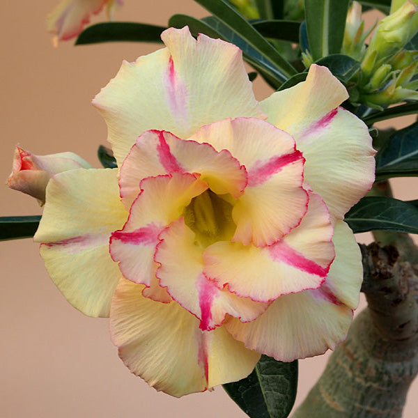 Sunset Blush Adenium -myBageecha
