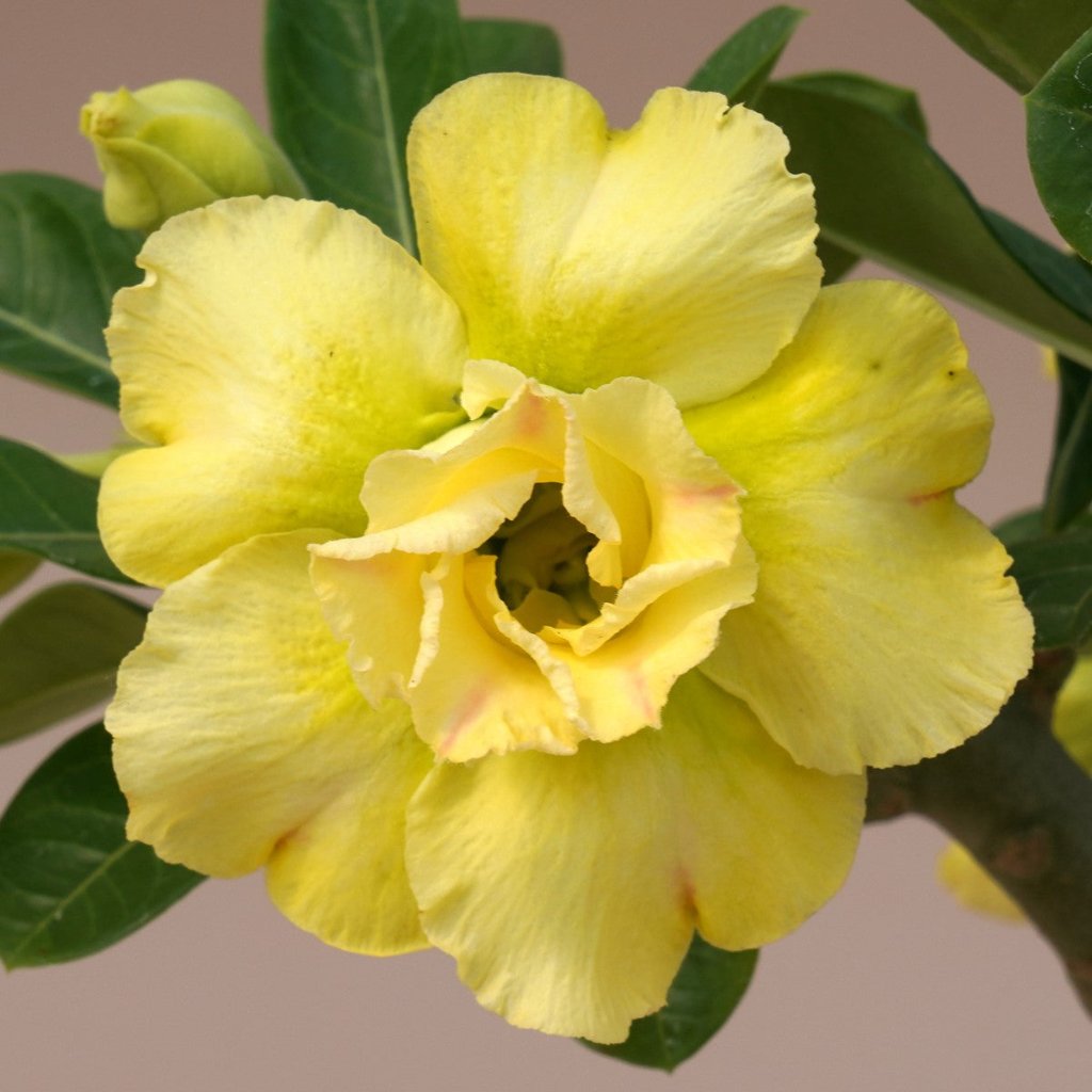 Sunshine Glow Adenium-myBageecha