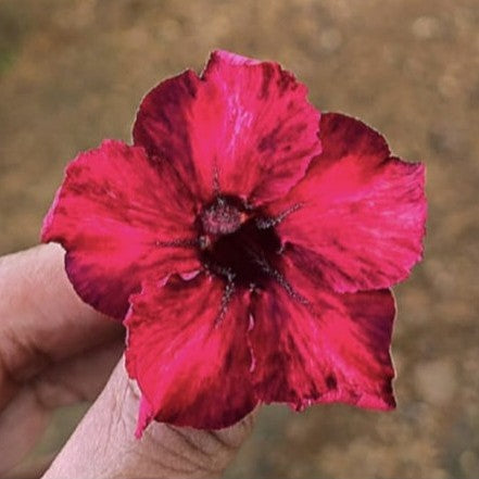 Swazicum Hybrid 'Alluring Red' Adenium plant-myBageecha