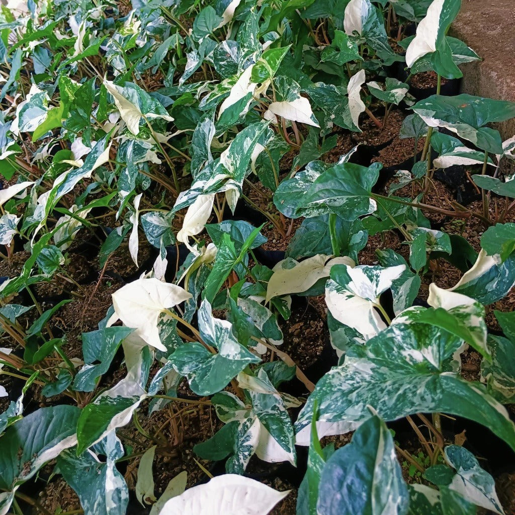 Sygonium Podophyllum Albo plant-myBageecha