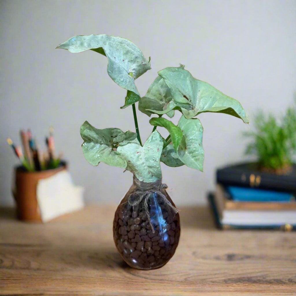 Syngonium Milk Confetti -myBageecha