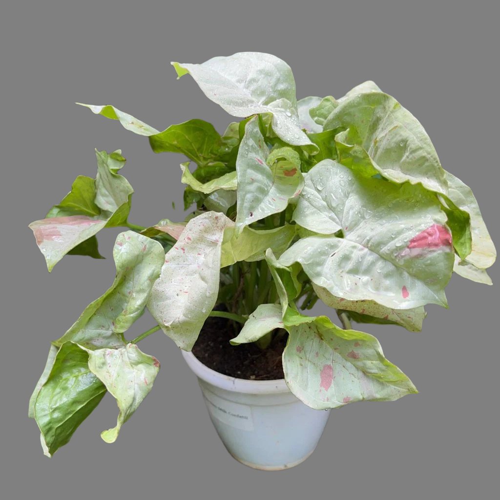 Syngonium Milk Confetti -myBageecha