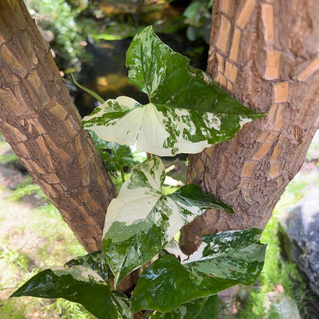 Sygonium Podophyllum Albo-myBageecha