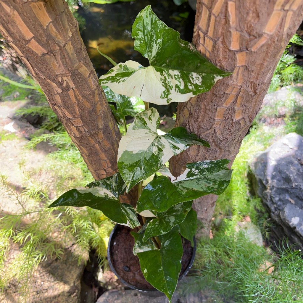 Sygonium Podophyllum Albo-myBageecha