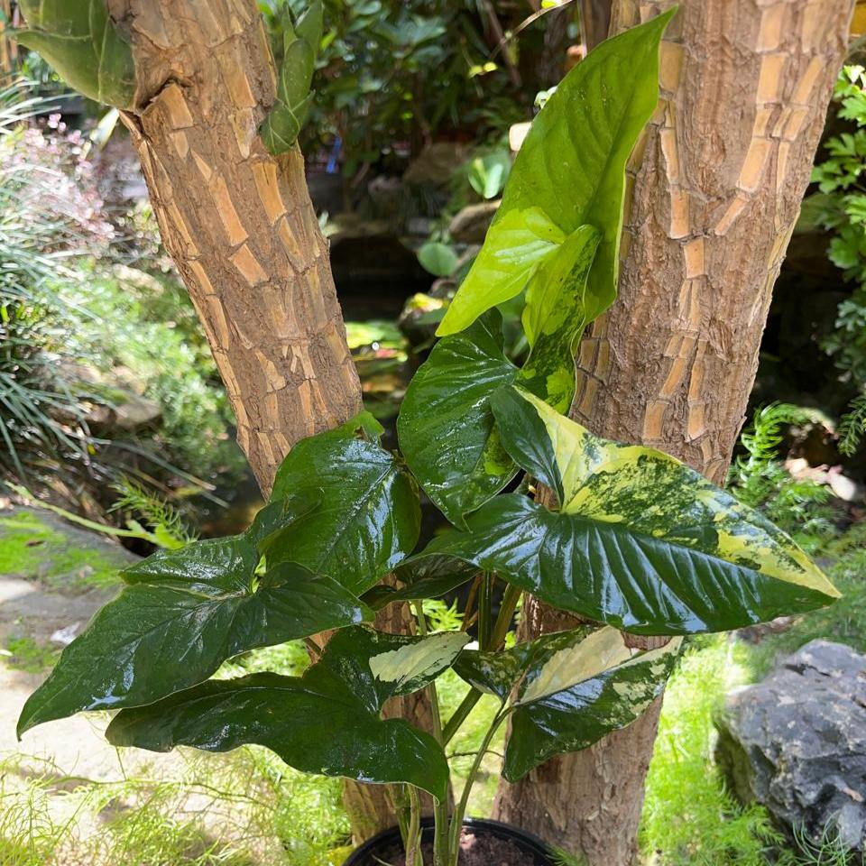 Syngonium Podophyllum Aurea-myBageecha