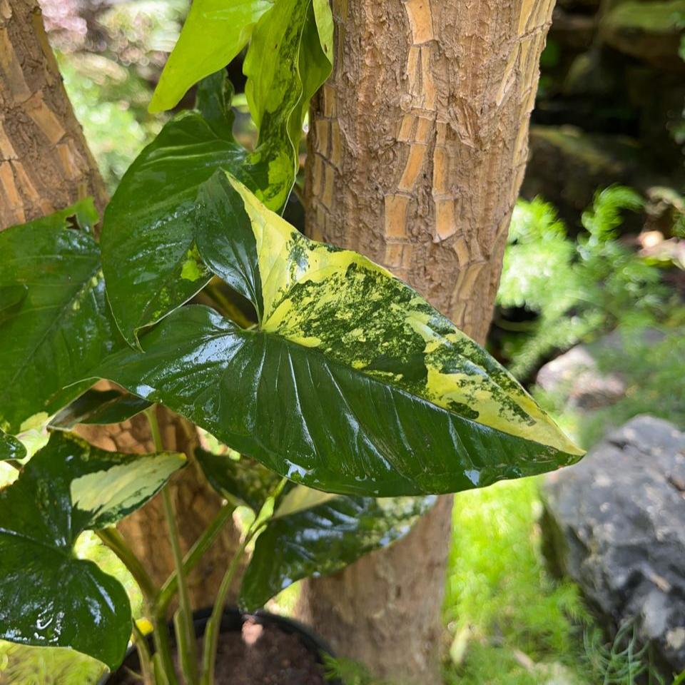 Syngonium Podophyllum Aurea-myBageecha