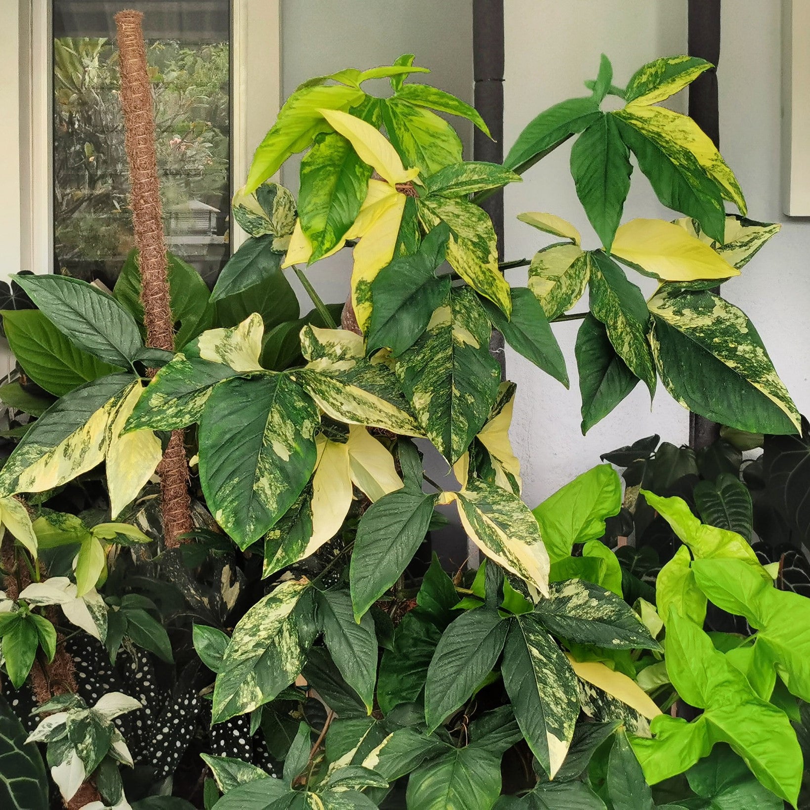 Syngonium podophyllum 'Aurea' Plant