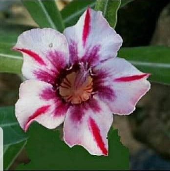 Phoenix Star Adenium Plant