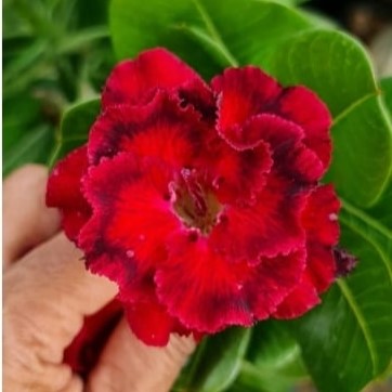 Crimson Ruffle Adenium Plant-myBageecha