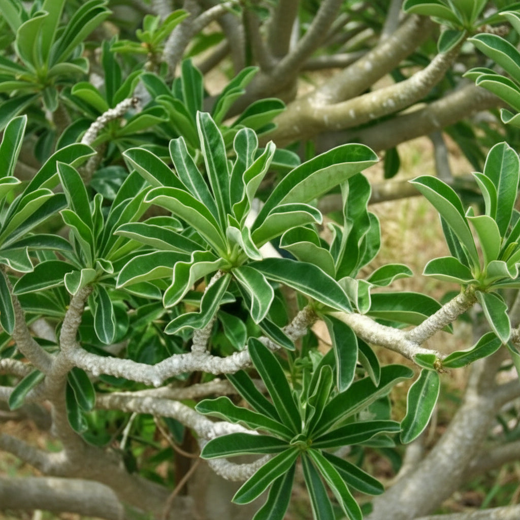 Foliage of Swazicum Hybrid 'Miss India' Adenium Plant