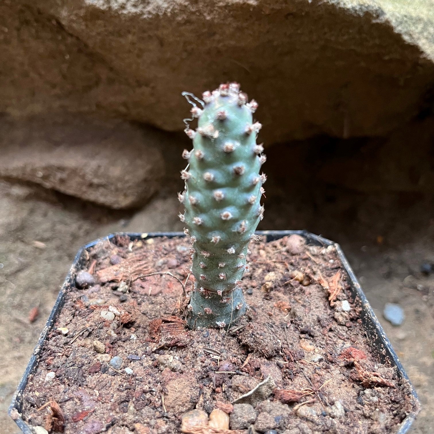 Tephrocactus Articulatus var. Inermis Cactus Plant - myBageecha