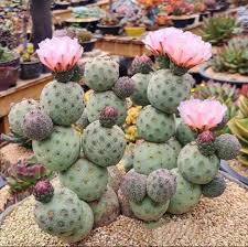 Tephrocactus Geometricus Cactus-myBageecha