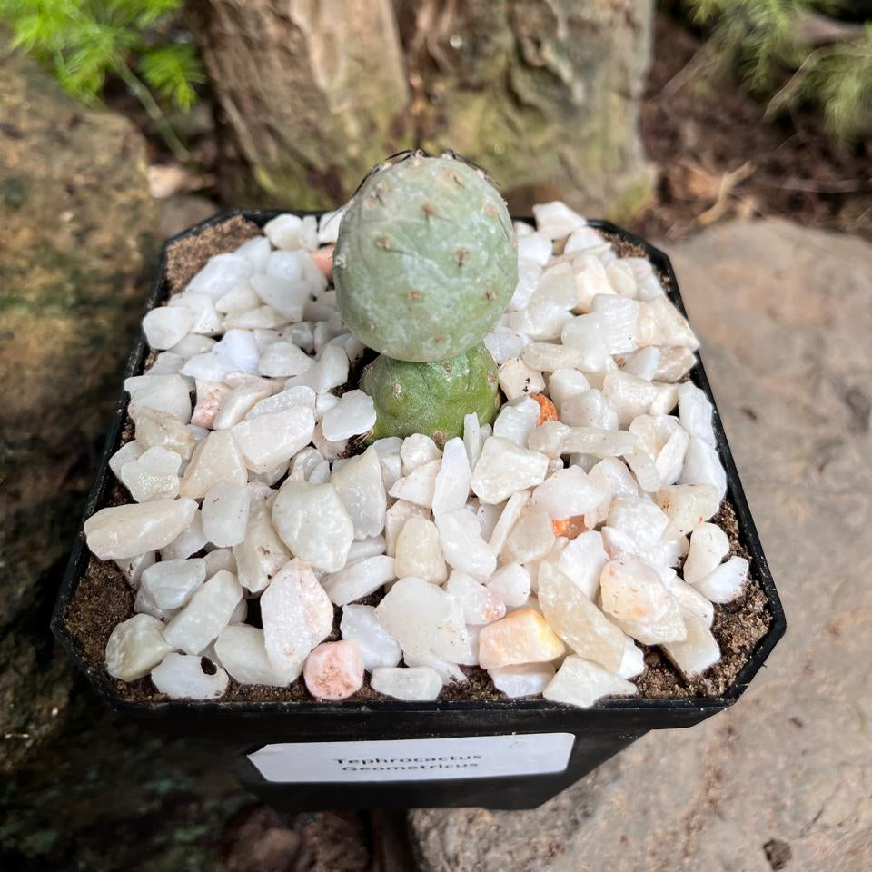 Tephrocactus Geometricus Cactus Plant-myBageecha
