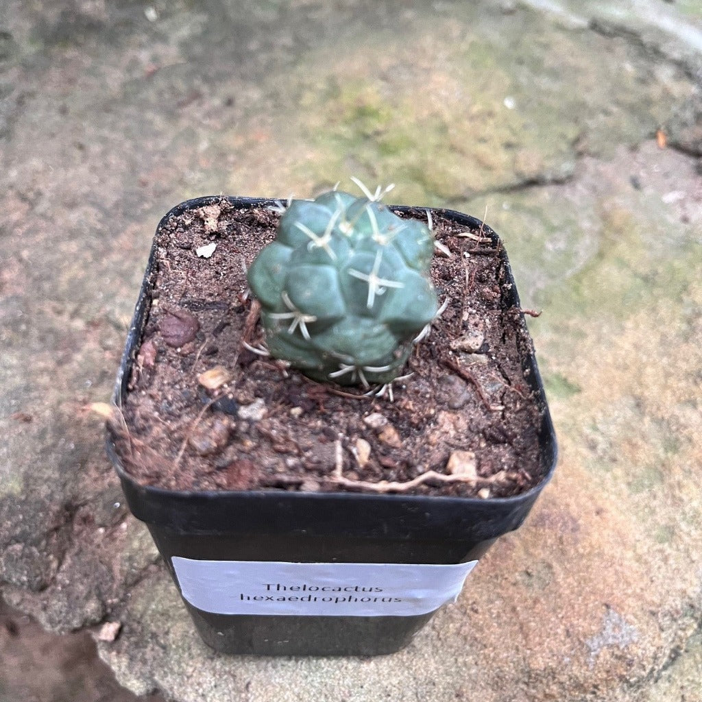 Thelocactus hexaedrophorus Cactus Plant - myBageecha