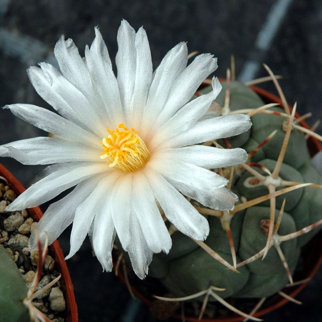 Thelocactus hexaedrophorus Cactus Plant - myBageecha