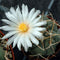 Thelocactus hexaedrophorus Cactus Plant