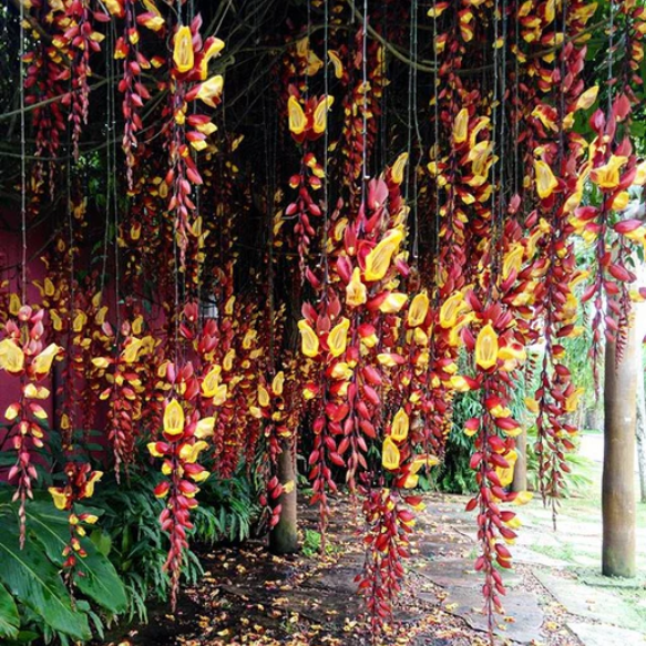 Thunbergia mysorensis vine Plant