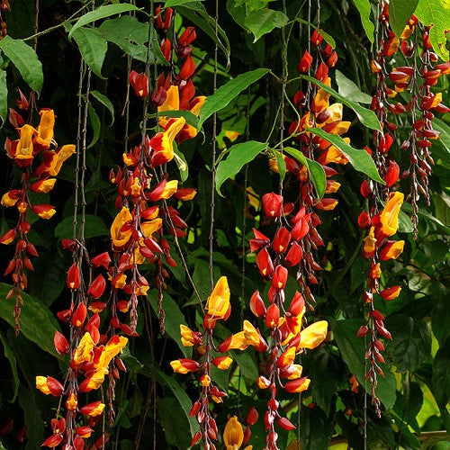 Thunbergia mysorensis vine Plant