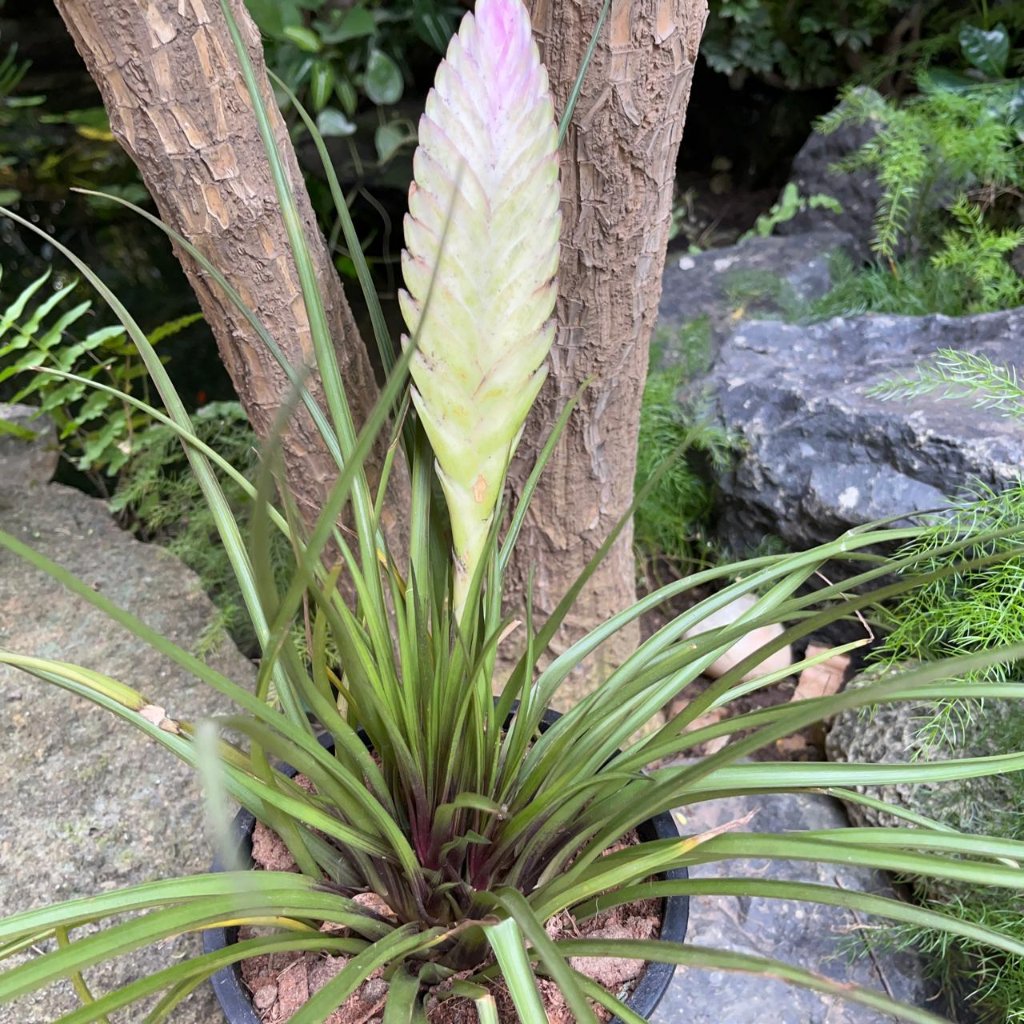tillandsia cyanea air plant Tillandsia Cyanea – Pink Paddle Bloom