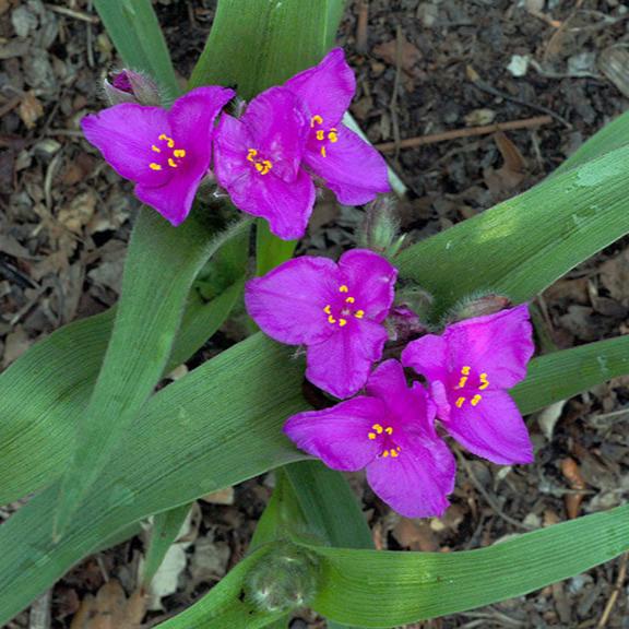 Giant Spiderwort plant-myBageecha